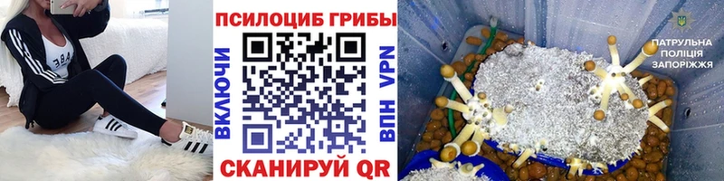 где купить наркоту  Андреаполь  Галлюциногенные грибы Psilocybine cubensis 